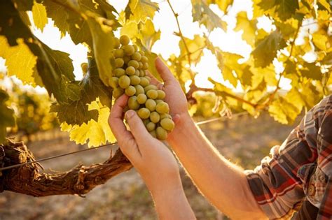 Premium Photo | Farmer picking grapes in vineyard