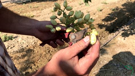 How are Pistachios Harvested? - YouTube