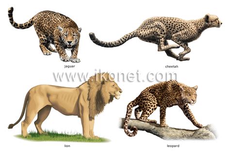 animal kingdom > carnivorous mammals > examples of carnivorous mammals ...