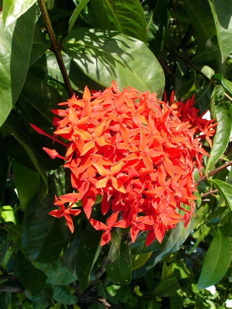 2-Orange flower | Friends of Chinandega