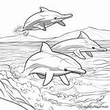 Dolphin Coloring Pages  Free & Printable sketch template
