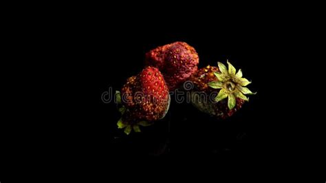 Strawberry Rots on a Black Background, Time Lapse, Macro Photography Stock Video - Video of ...