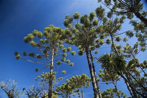 10 Endangered Species of Trees - WorldAtlas