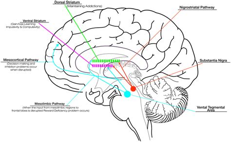 Dopaminergic pathways and the role of dopamine in reward, compulsive... | Download Scientific ...