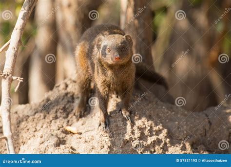 Dwarf Mongoose Family Enjoy Safety of Their Burrow Stock Image - Image of mungo, hole: 57831193