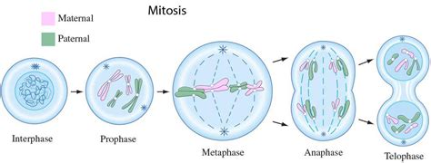 Mitosis Phases In Order What Are The Stages Of Mitosis Video | My XXX ...