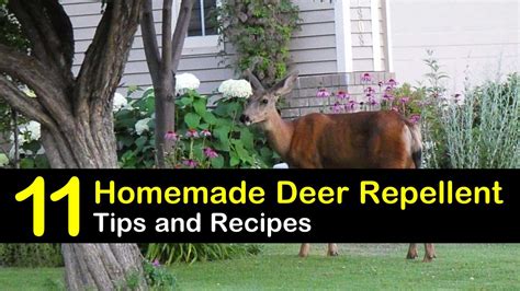 11 Brilliant DIY Ideas for Deer Repellents