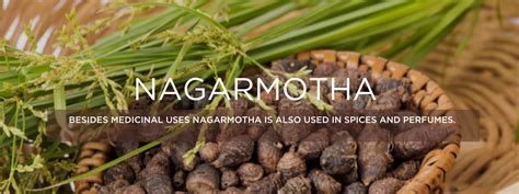 Nagarmotha- Health Benefits, Uses and Important Facts - PotsandPans India