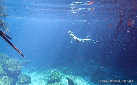 Snorkeling at Casa Cenote, Mayan Riviera | Snorkeling in Mexico