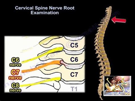 Cervical Spinal Nerves Anatomy