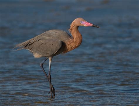 The birds of Isla Contoy National Park