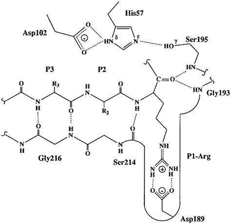 Chemical mechanism of catalysis for serine proteases. Catalytic groups ...