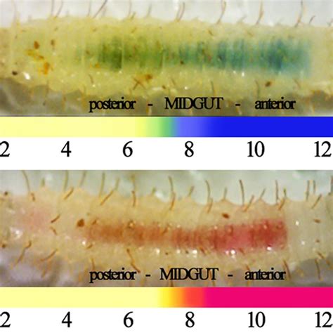 pH of the sand fly larval gut. Third instar sand fly larvae were fed ...