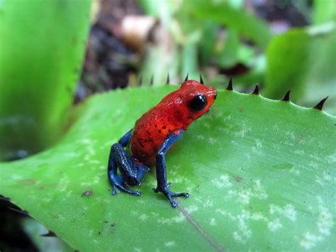 3 Questions with a Scientist: Poison Frogs - Field Museum