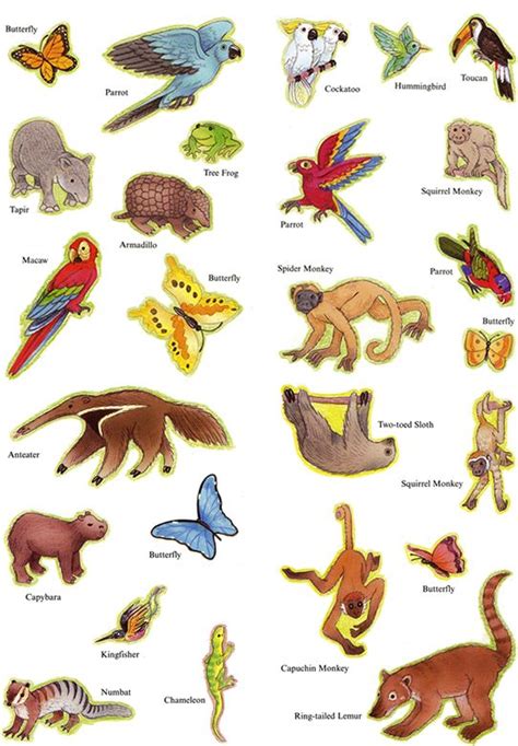 Printable Rainforest Animals