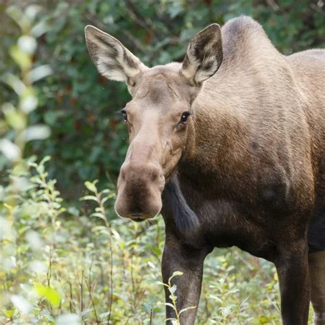 Moose head Stock Photos, Royalty Free Moose head Images | Depositphotos®