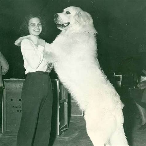 Are Pyrenean Mountain Dog Noisy