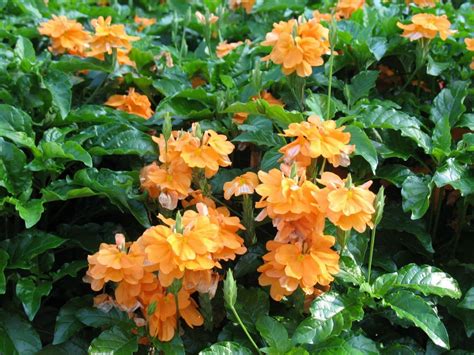 Firecracker Flower Crossandra infundibuliformis 10 Seeds