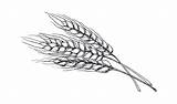 Barley Drawing sketch template