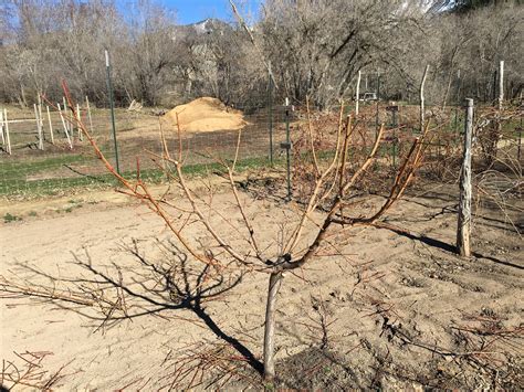 Fruit Tree Pruning at Its Best: How to Prune Peach Trees