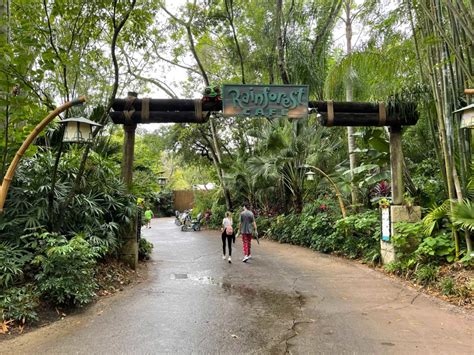 PHOTOS: Rainforest Cafe Park Entrance Now Open at Disney's Animal ...