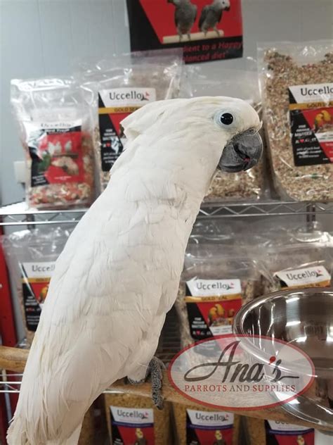 Umbrella Cockatoo – Ana's Parrots & Supplies