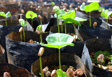 Following coffee from seedling to harvest in the Jamaica Blue Mountains.