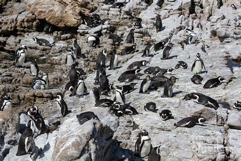 The Colony of African Penguins Photograph by Eva Lechner - Fine Art America