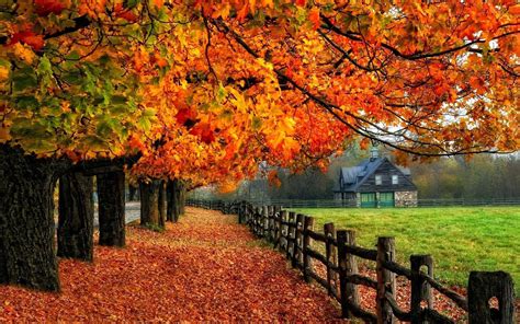 Fall Trees Wallpaper (70+ images)