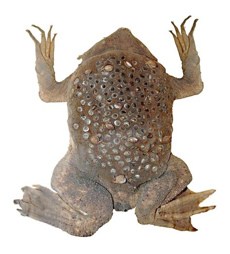 The Surinam Toad: A Strange Amphibian With Unusual Egg Care | Trypophobia, Silly animals ...