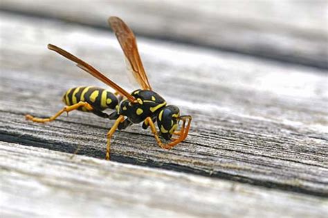 Wasp & Hornet Identification - What Does a Wasp Look Like