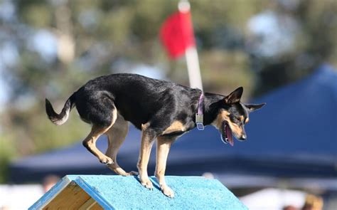 Methods to train Australian Kelpie Dog- Strategies and Techniques for ...