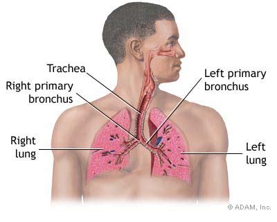 Sickle Cell Anemia Symptoms