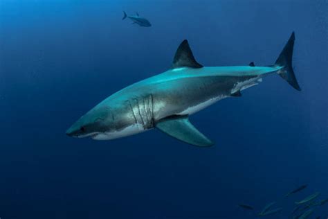 830+ Shark Side View Stock Photos, Pictures & Royalty-Free Images - iStock