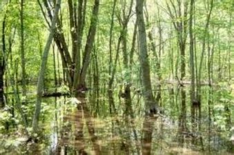 Climate - The Swamp Biome