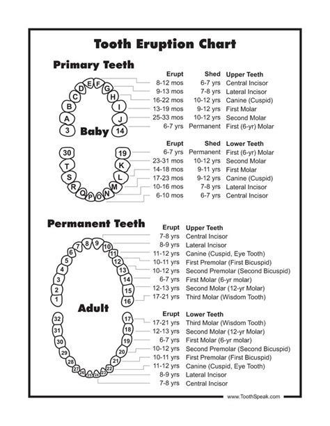 Baby Tooth Chart | A New Baby | Pinterest