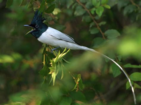 Indian Paradise-Flycatcher - eBird