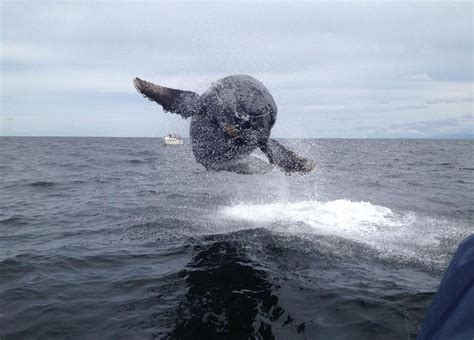 Interesting Photo of the Day: Humpback Whales Breaching