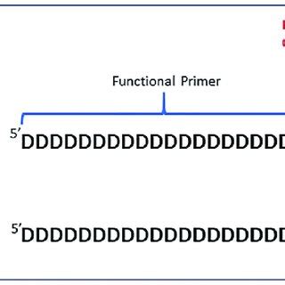 IDT Blocked cleavable primers. Design comparison of IDT's Generation 1 ...