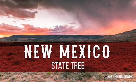 What's The State Tree Of New Mexico? | See The Southwest