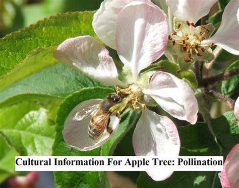 Cultural Information For Apple Tree: Pollination | GARDENS NURSERY