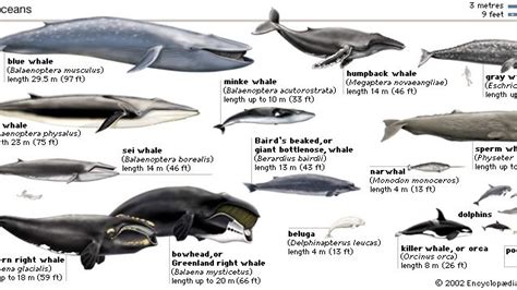 General features of cetaceans | Britannica