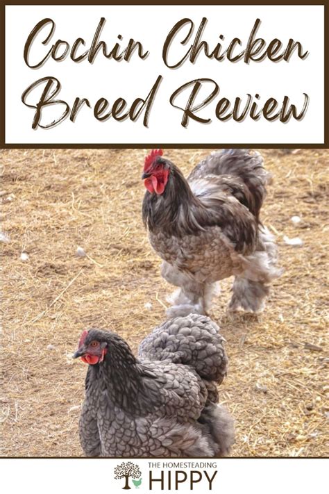 Cochin Chicken Breed - What You Need To Know