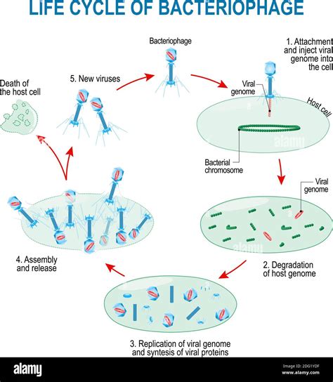 Life Cycle Of Viruses