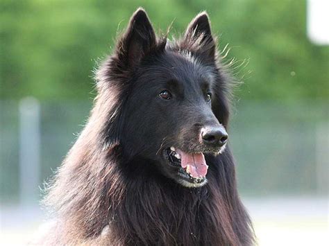 Groenendael is Friendly, Active, Loyal, and Most Intelligent Dog Breed | Best Puppys