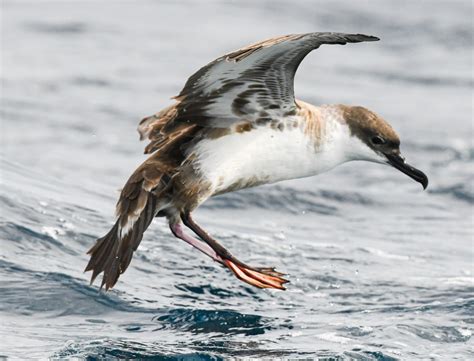 Petrels and Shearwaters: The coolest birds you never see – Flying Lessons