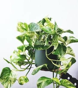 Top 10 Longest Living Indoor Plants (& How To Care For Them ...