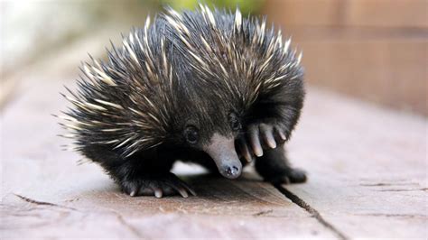 Baby Echidna