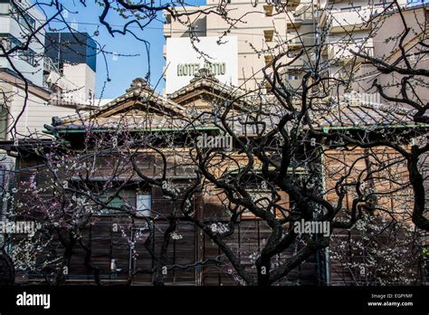 Ume festival,Yushima Tenmangu,Bunkyo-Ku,Tokyo,Japan Stock Photo - Alamy