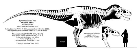 Tyrannosaurus sue in 2020 | Tyrannosaurus rex, Tyrannosaurus, Dinosaur ...